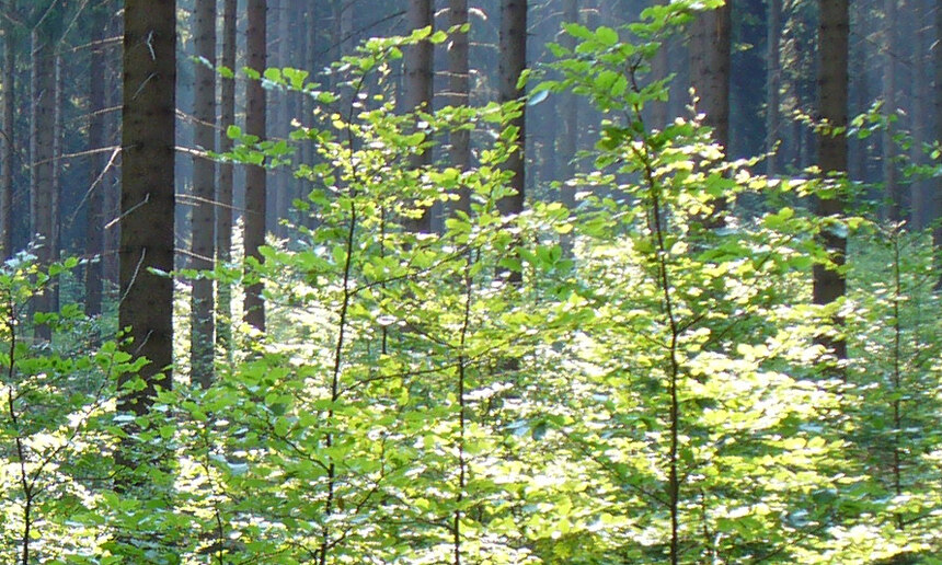 Startseite Staatsbetrieb Sachsenforst sachsen.de