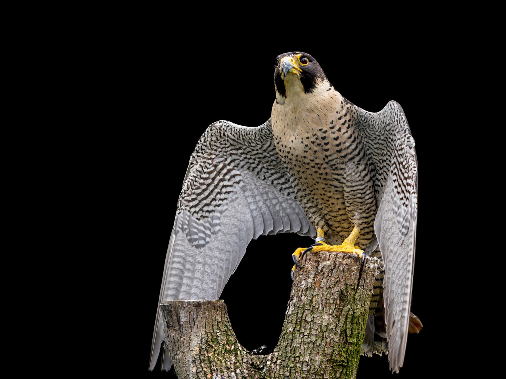 Wanderfalke auf einem Ast vor dunklem Hintergrund