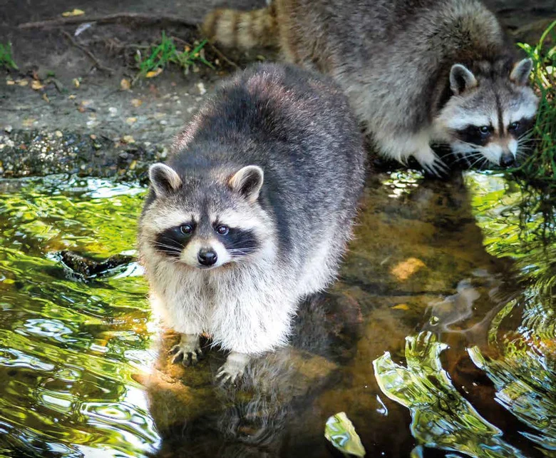 Waschb&auml;r am Wasser