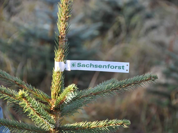 Kleiner Nadelbaum mit Banderole von Sachsenforst