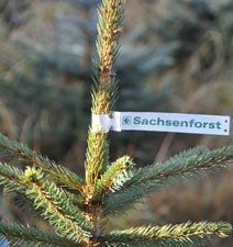 Spitze eines Weihnachtsbaumes von Sachsenforst