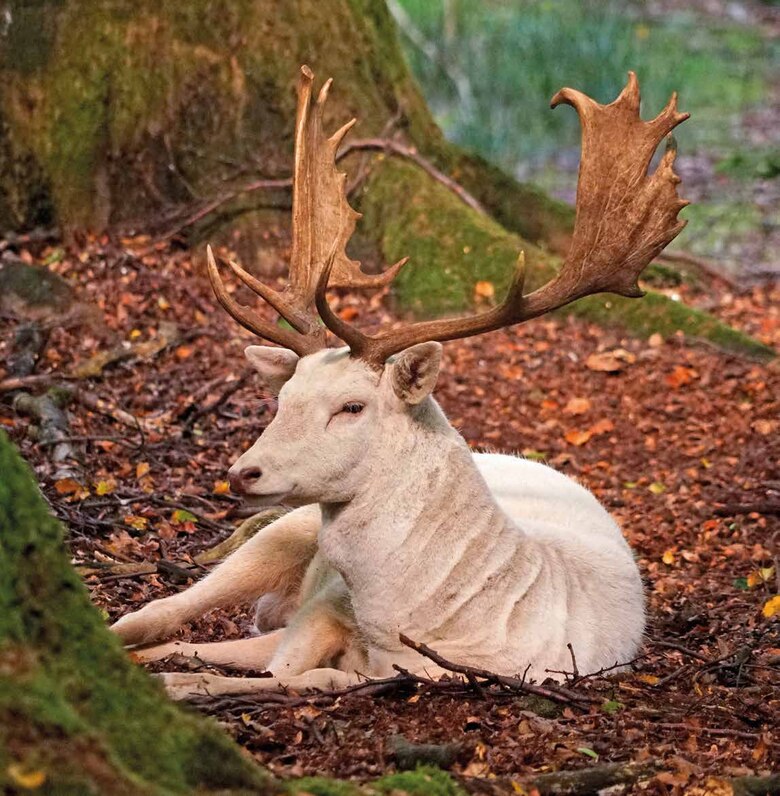 Ein vor einem Baum liegender wei&szlig;er Damhirsch.