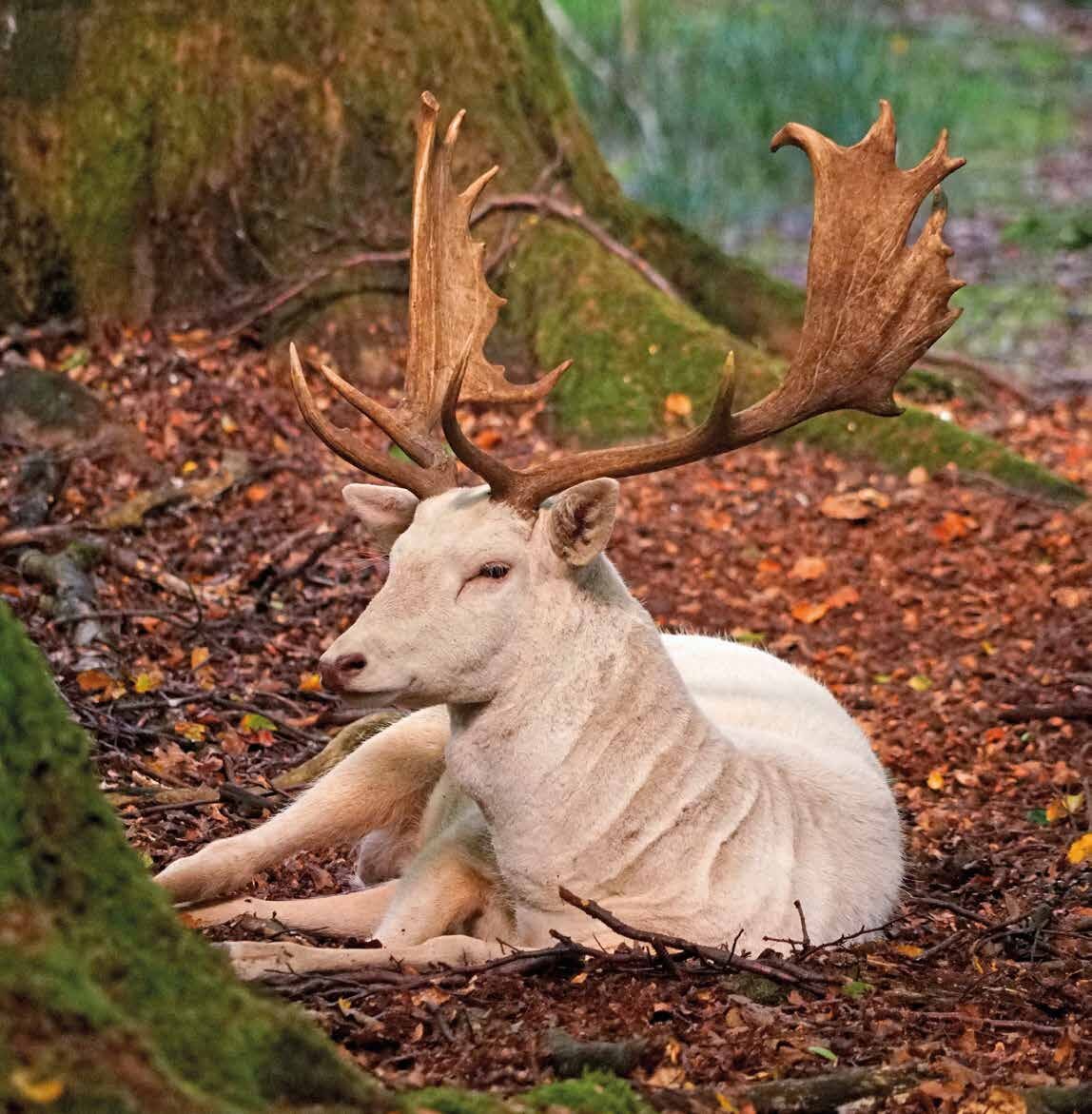 Ein vor einem Baum liegender weißer Damhirsch.