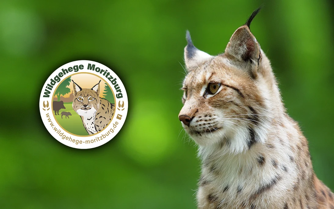 Luchs-Porträt