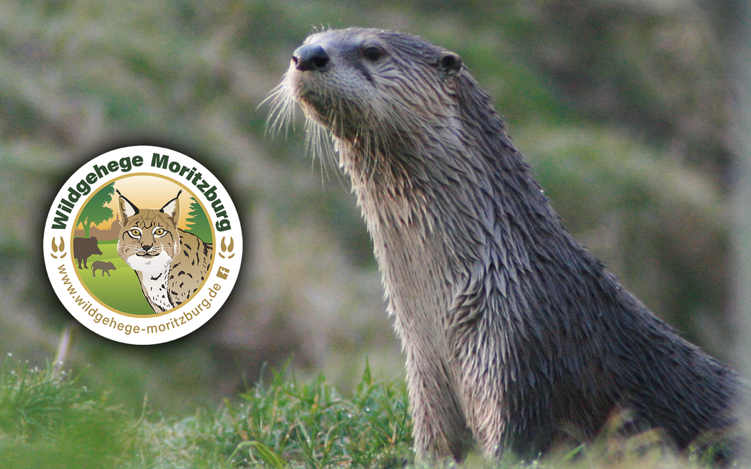 Otter