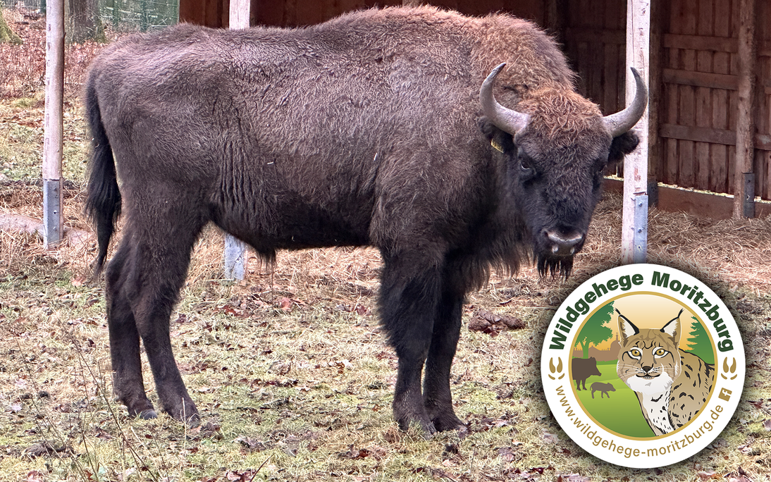 Wisent Seitenansicht