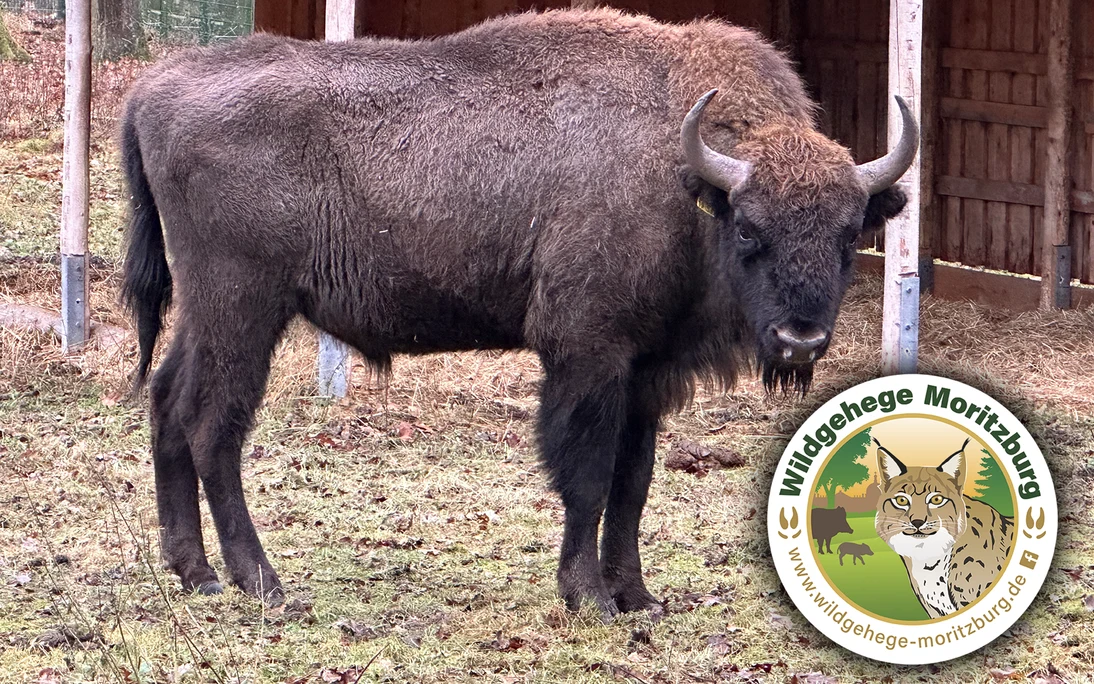 Wisent Seitenansicht