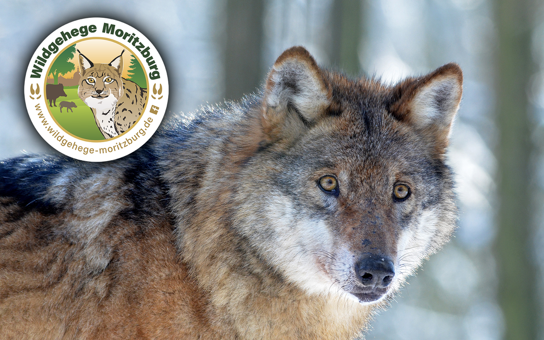 Porträt eines Wolfes