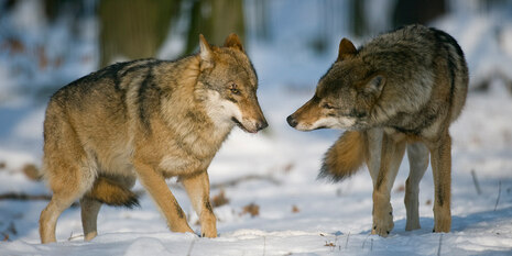 Zwei Wölfe im Winter im Wildgehege