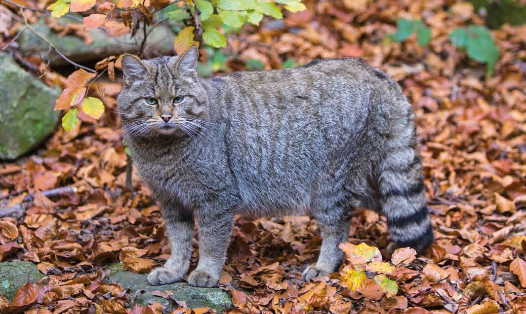 Wildkatze im Wald