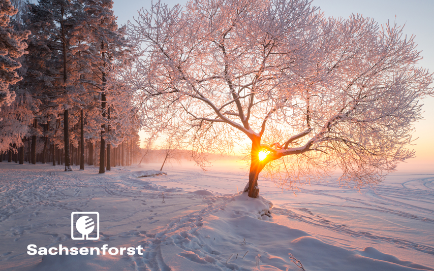 Sonnenuntergang im Winterwald
