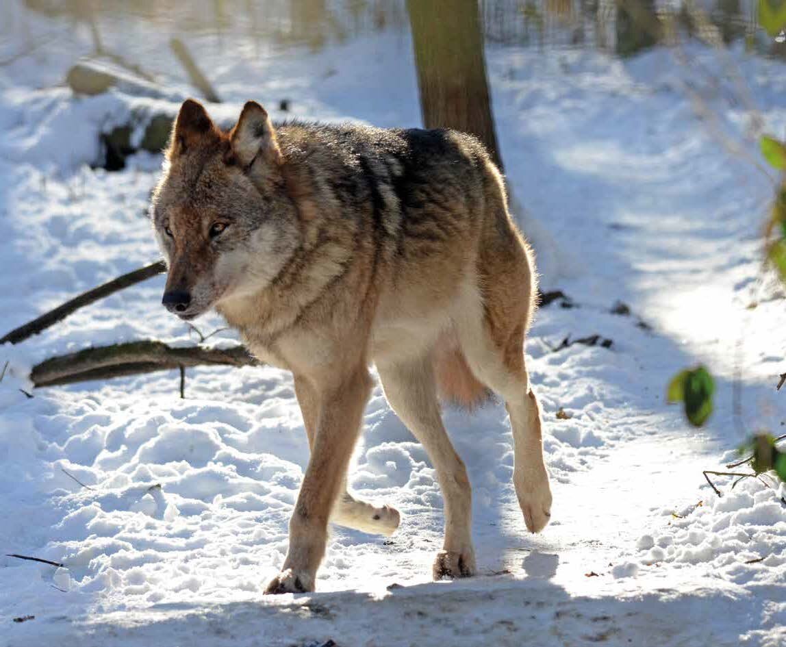 Wolf im Winter