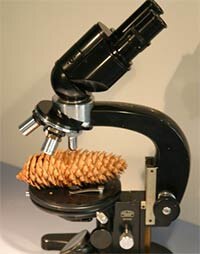 Mikroskop mit Zapfen