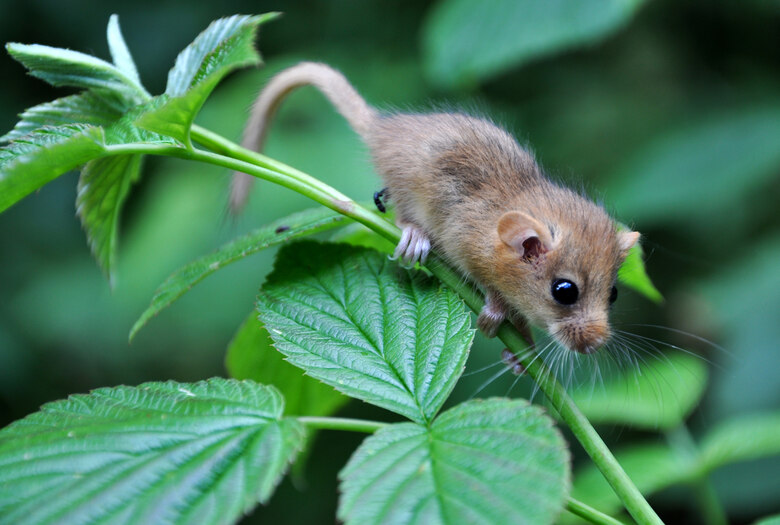 Zwergmaus klettert auf einem gr&uuml;nen d&uuml;nnen Zweig.