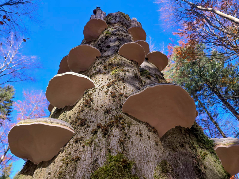 Baumpilze an einem Hochstubben.