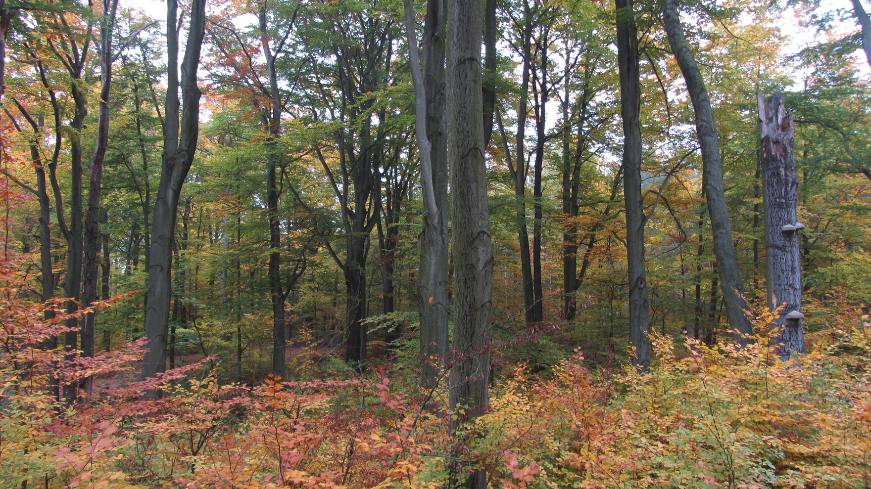 Blick auf einen mehrschichtigen Laubmischwald im Herbst.