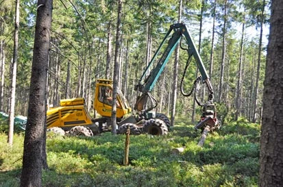 Ein Harvester im Einsatz im Wald.
