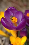 Symbolbild f&uuml;r den Fr&uuml;hling