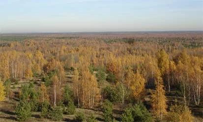 Landschaft in der K&ouml;nigsbr&uuml;cker Heide