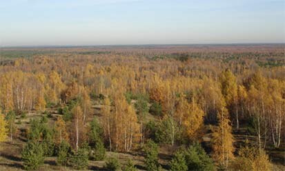 Landschaft in der Königsbrücker Heide