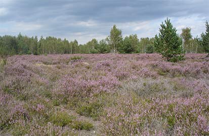 Landschaft in der Königsbrücker Heide