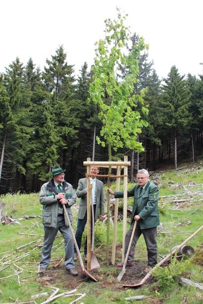 Volker Gebhardt, Henrik Harms und Prof. Dr. Hubert Braun pflanzen einen Bergahorn