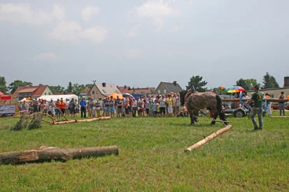 Ein Arbeiter demonstriert auf einer Wiese den Besuchern das R&uuml;cken von Baumst&auml;mmen mit Pferd.