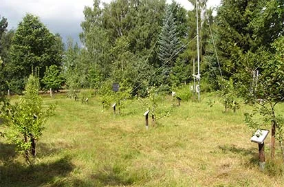 Der ph&auml;nologische Garten in Graupa