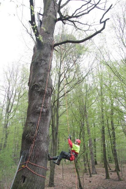 Ein Waldarbeiter erklettert mit Hilfe eines Seiles einen Baum