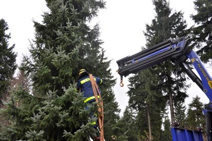 Ein Mitarbeiter des THW steht auf einer Leiter und bringt am Baum einen Gurt an.