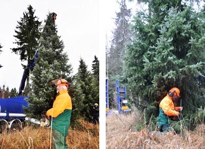 Revierleiter Eckhard Heinze mit Motorsäge am Baum