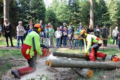 Eine Kindergruppe schaut zwei Waldarbeitern bei der Arbeit mit der Motors&auml;ge zu