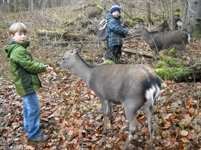 Kinder lassen im Streichelgehege Sika- Wild aus der Hand fressen