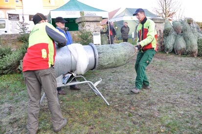 Mitarbeiter von Sachsenforst netzen einen Weihnachtsbaum ein.