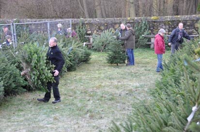 Besucher suchen in in an Zäunen angelehnten Weihnachtsbäumen nach einem geeigneten Exemplar.