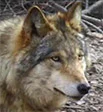 Wolfsportr&auml;t