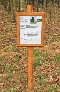 Ein Schils im Wald mit Informationen zur Baumart Fichte