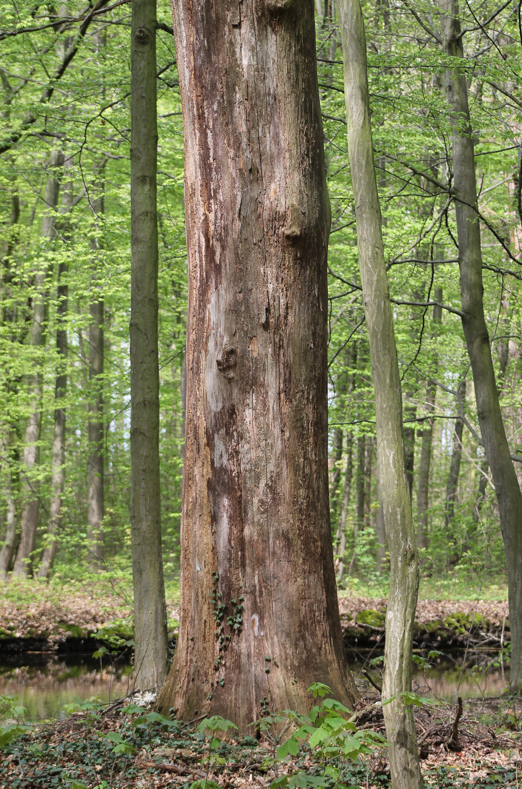 stehender toter Stamm im Wald